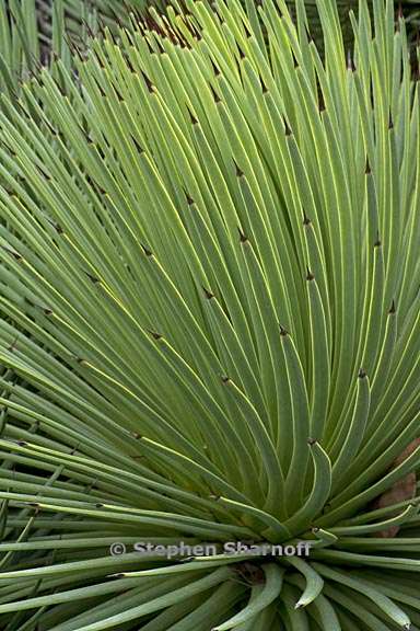 agave stricta 3 graphic